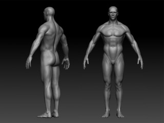 Ejercicio Anatomia en Animum 3D